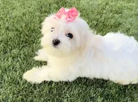 Akc Miss bright pink, a female Maltese for sale in Buckeye, AZ – 3 of 4