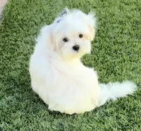 AKC Mr. Blue, a male Maltese for sale in Buckeye, AZ – 2 of 4