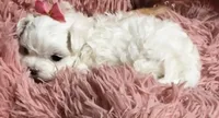 AKC Cinderella , a female Maltese for sale in Buckeye, AZ – 4 of 4