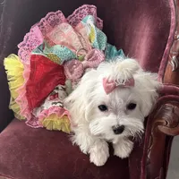 Sleeping Beauty miss bright pink, a female Maltese for sale in Buckeye, AZ – 3 of 10
