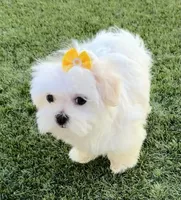 Bell miss Yellow, a female Maltese for sale in Buckeye, AZ – 3 of 10