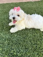 Sleeping Beauty miss bright pink, a female Maltese for sale in Buckeye, AZ – 8 of 10