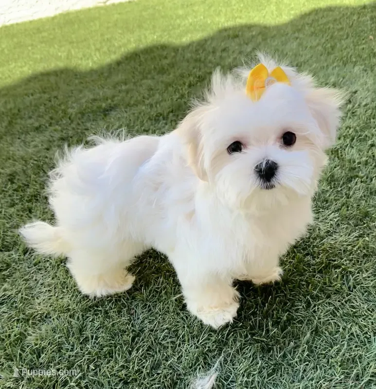 Akc Miss Yellow – Maltese puppy for sale in Buckeye, AZ