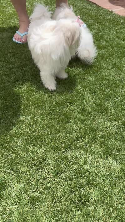 Sleeping Beauty miss bright pink, a female Maltese for sale in Buckeye, AZ – 10 of 10