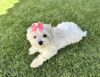 Sleeping Beauty miss bright pink, a female Maltese for sale in Buckeye, AZ – 9 of 10