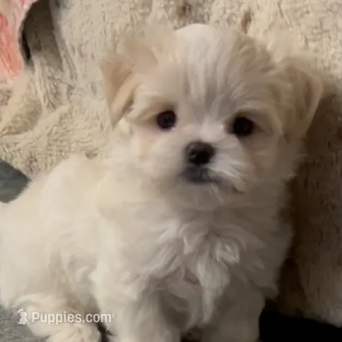 Mr. Bogango – Maltese puppy for sale in Buckeye, AZ