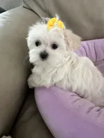 Akc Miss Yellow, a female Maltese for sale in Buckeye, AZ – 3 of 4
