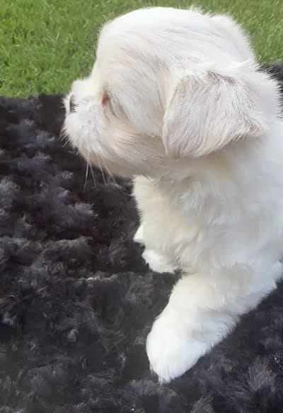 Mr. Bogango, a male Maltese for sale in Buckeye, AZ – 3 of 3