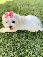 Akc Miss bright pink, a female Maltese for sale in Buckeye, AZ – 4 of 4