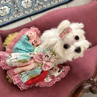Sleeping Beauty miss bright pink, a female Maltese for sale in Buckeye, AZ – 2 of 10