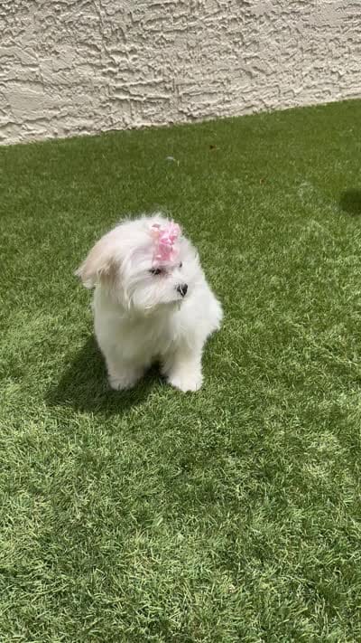 Bell miss Yellow, a female Maltese for sale in Buckeye, AZ – 10 of 10