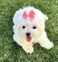Sleeping Beauty miss bright pink, a female Maltese for sale in Buckeye, AZ – 6 of 10