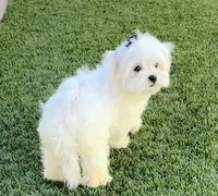 AKC Mr. Blue, a male Maltese for sale in Buckeye, AZ – 4 of 4