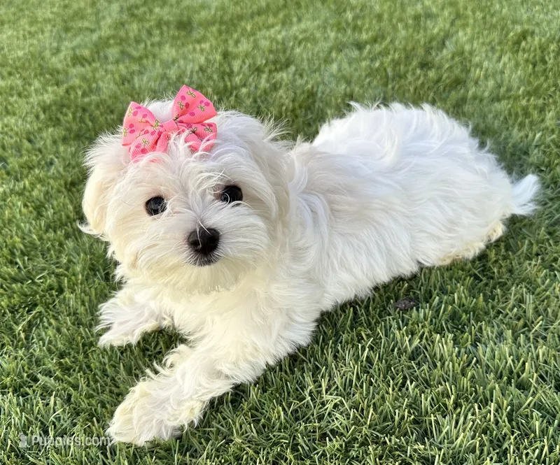 Akc Miss bright pink – Maltese puppy for sale in Buckeye, AZ