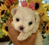 AKC Cinderella , a female Maltese for sale in Buckeye, AZ – 2 of 4