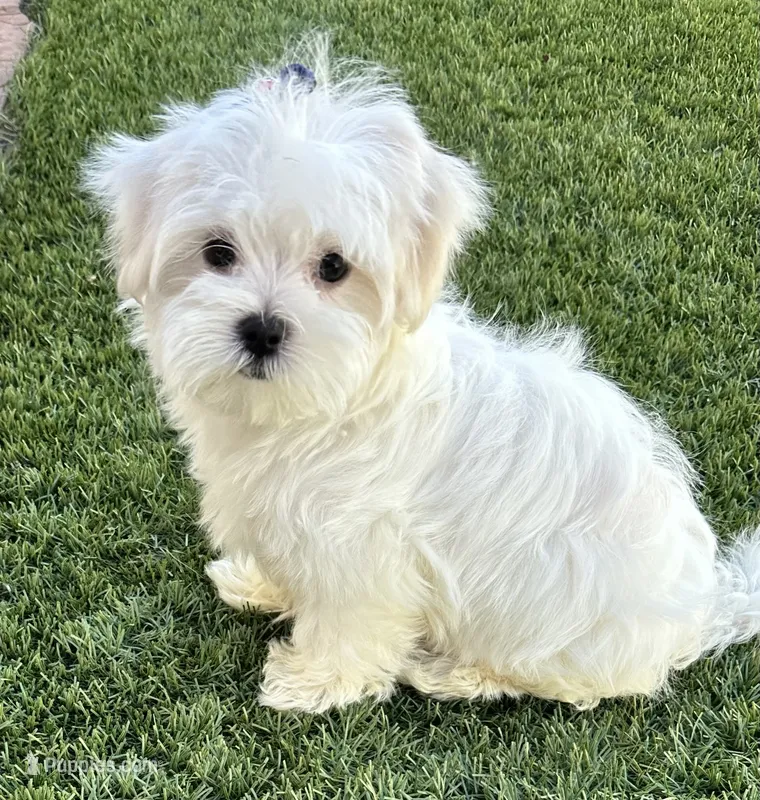 AKC Mr. Blue – Maltese puppy for sale in Buckeye, AZ