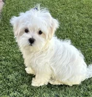 AKC Mr. Blue, a male Maltese for sale in Buckeye, AZ – 1 of 4