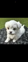 Mr. Bogango, a male Maltese for sale in Buckeye, AZ – 2 of 3