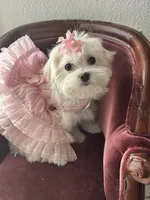 Bell miss Yellow, a female Maltese for sale in Buckeye, AZ – 7 of 10
