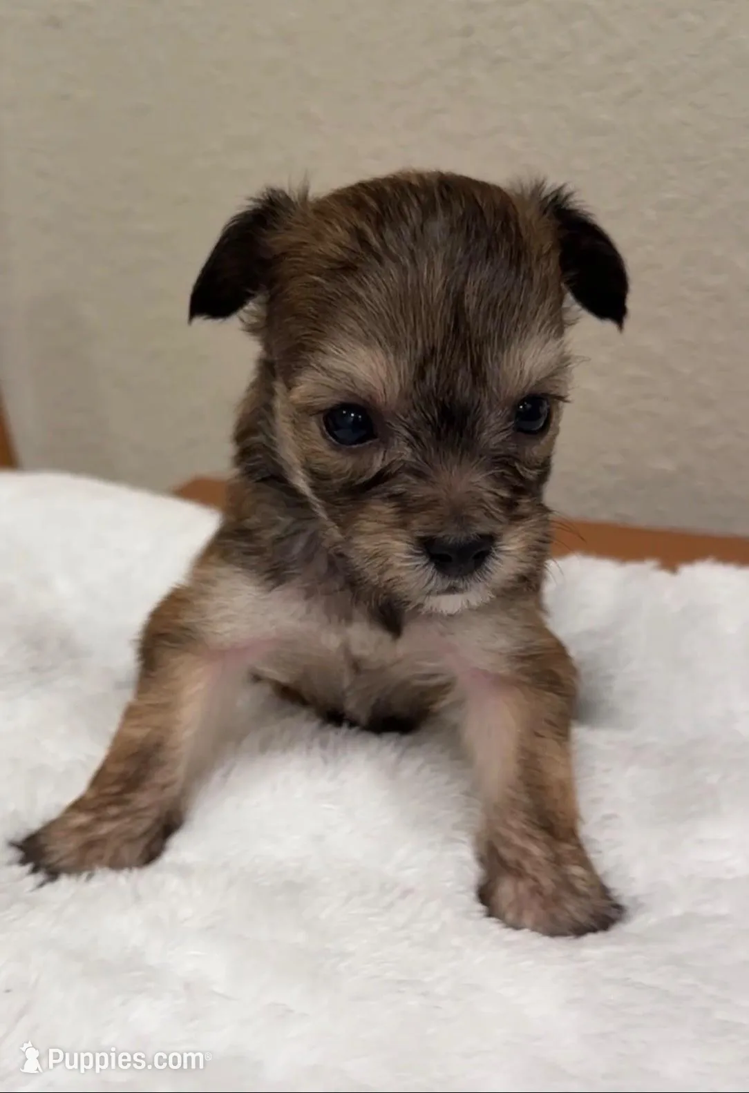 Milo, a male Yorkipoo and Yorkshire Terrier for sale in Roseville, CA – Photo 4 of 7