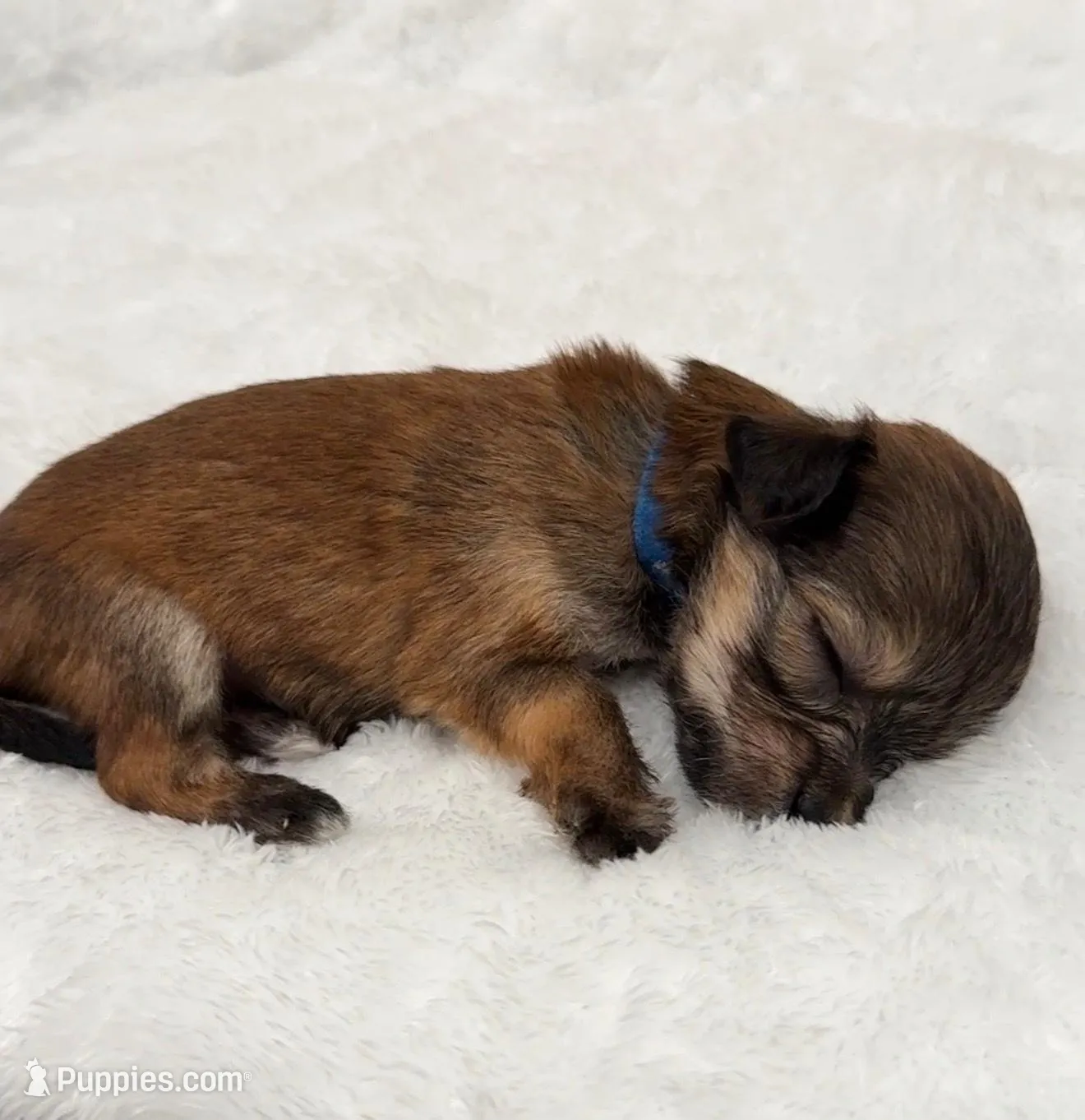 Milo, a male Yorkipoo and Yorkshire Terrier for sale in Roseville, CA – Photo 5 of 7