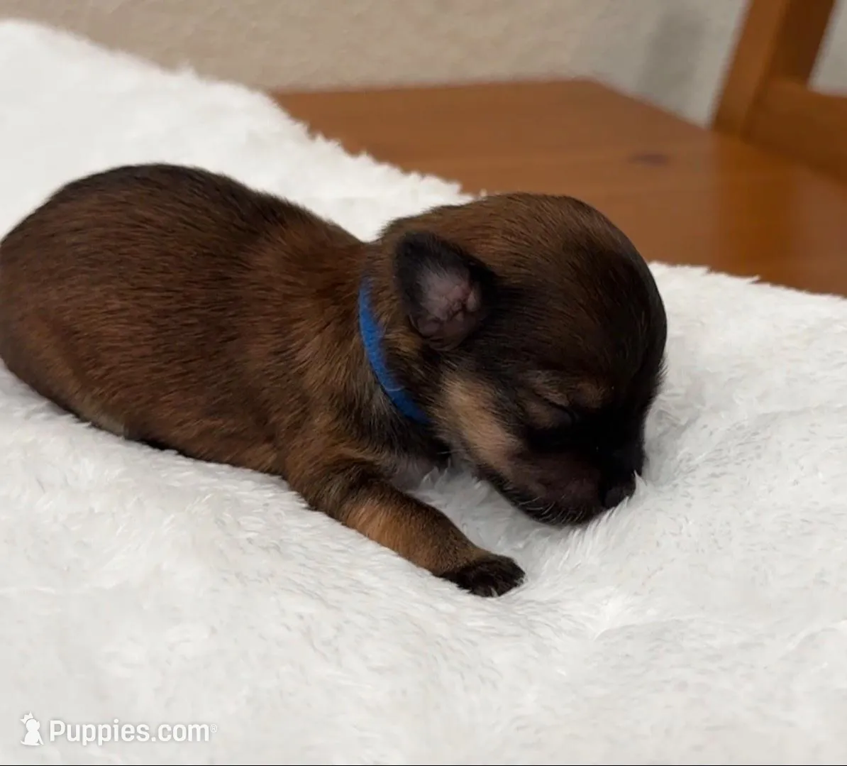 Milo, a male Yorkipoo and Yorkshire Terrier for sale in Roseville, CA – Photo 7 of 7