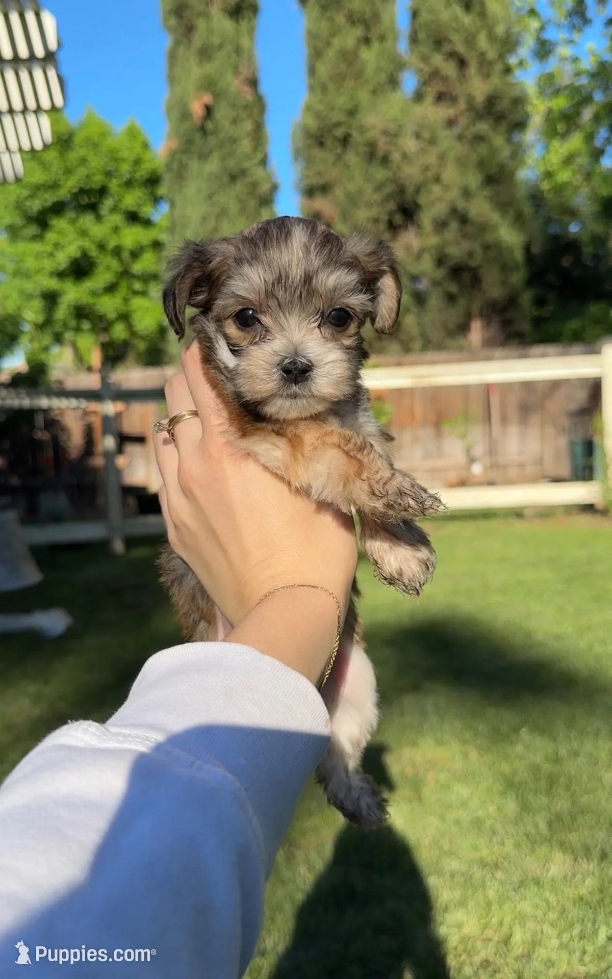 Ziggy – Yorkipoo puppy on hold in Roseville, CA