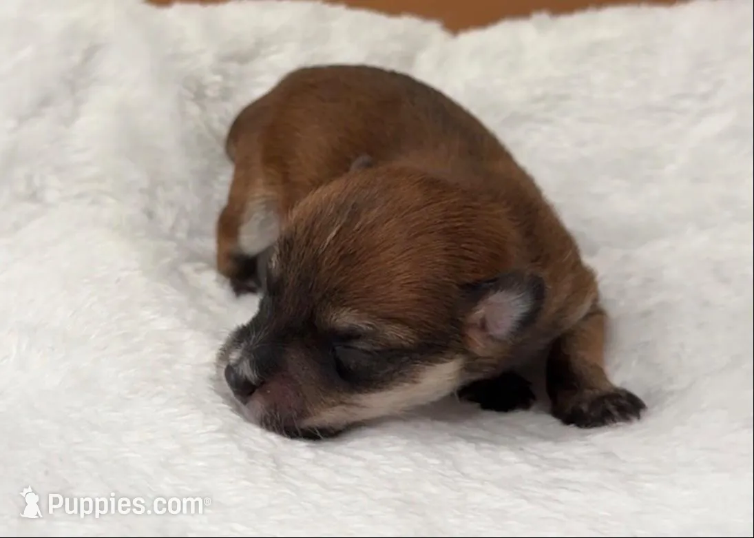 Teddy, a male Yorkipoo and Yorkshire Terrier for sale in Roseville, CA – Photo 7 of 7