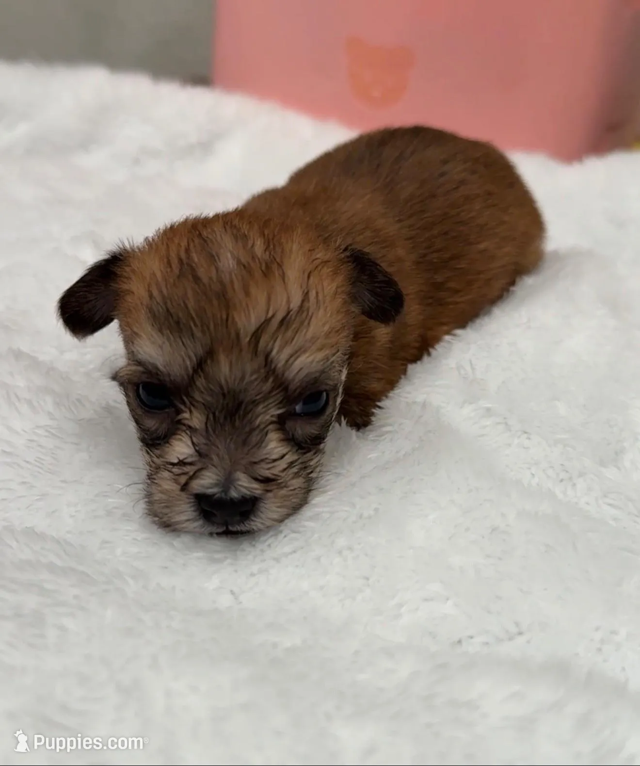 Teddy, a male Yorkipoo and Yorkshire Terrier for sale in Roseville, CA – Photo 6 of 7
