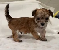 Sleepy, a male Yorkipoo for sale in Roseville, CA – Photo 1 of 2