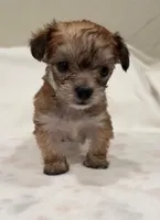 Sleepy, a male Yorkipoo for sale in Roseville, CA – Photo 2 of 2