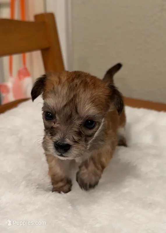 Sleepy – Yorkipoo puppy for sale in Roseville, CA