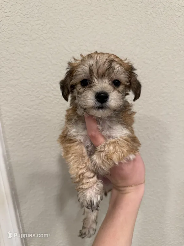 Teddy – Yorkipoo puppy for sale in Roseville, CA