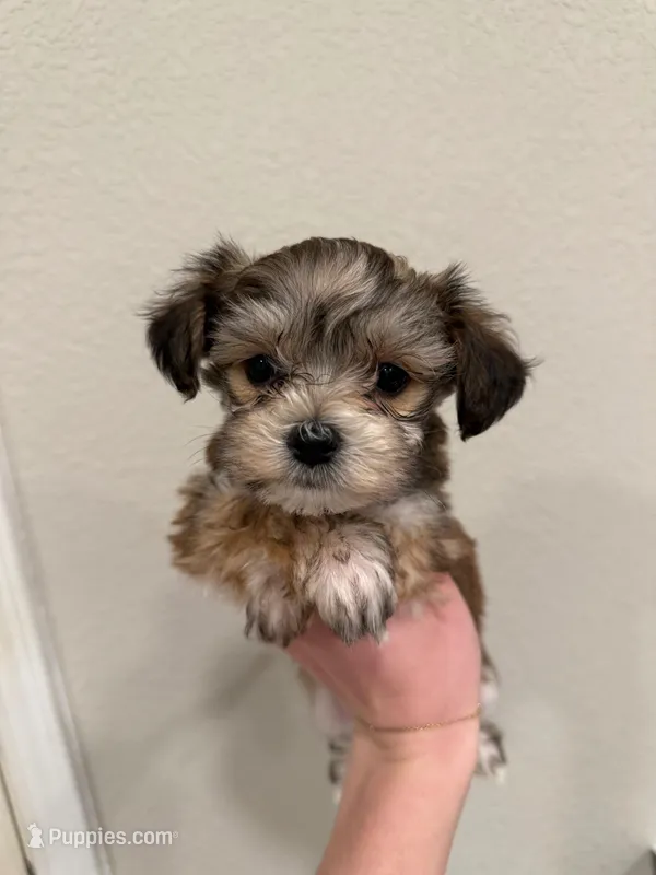 Ziggy – Yorkipoo puppy on hold in Roseville, CA