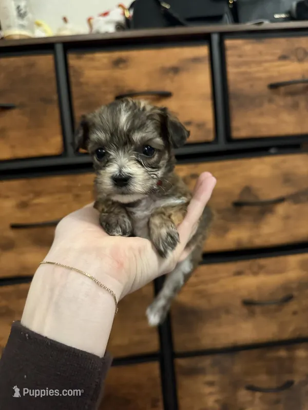 Ziggy – Yorkipoo puppy on hold in Roseville, CA