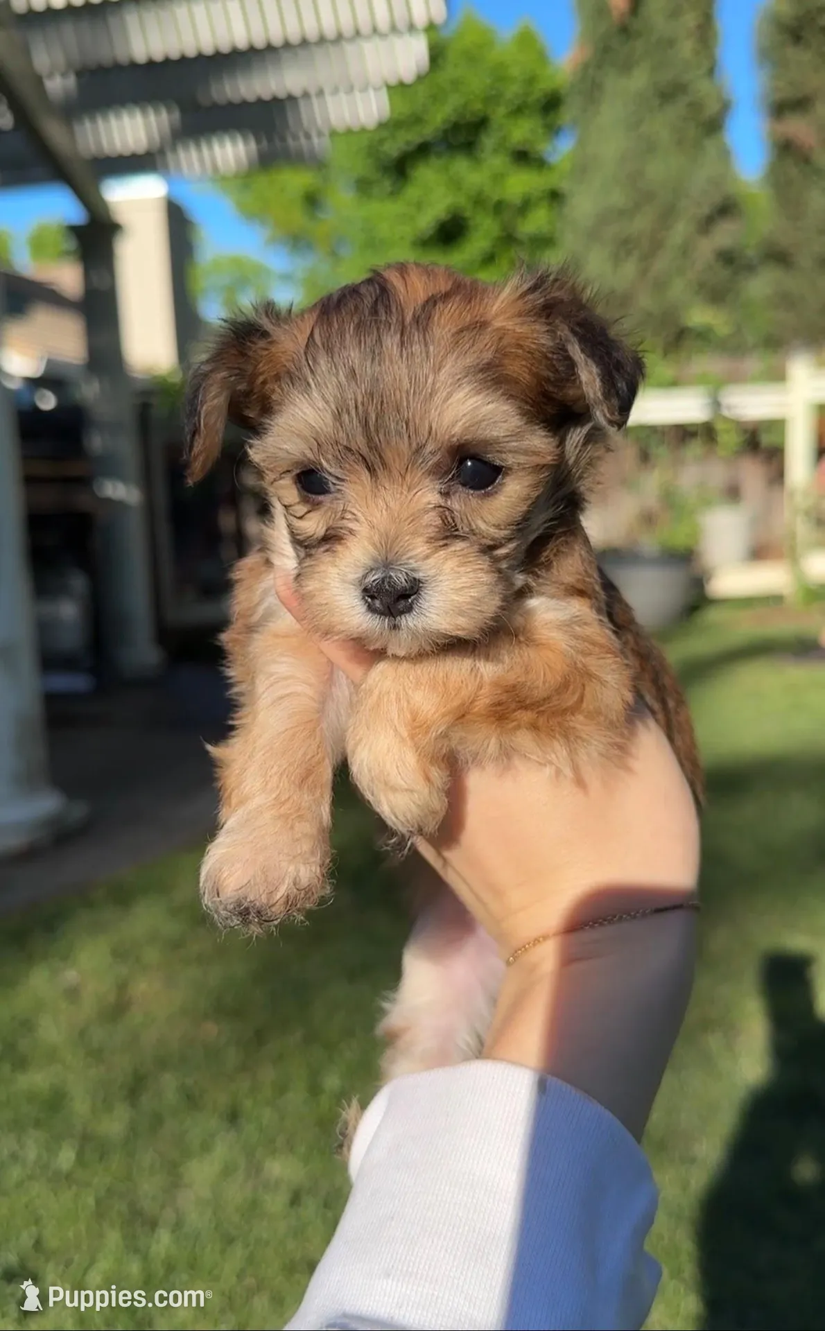 Lucy  – Yorkipoo puppy on hold in Roseville, CA