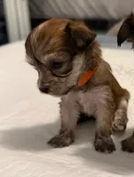 Taquito , a male Yorkipoo for sale in Roseville, CA – Photo 4 of 4