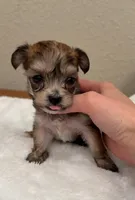 Taquito , a male Yorkipoo for sale in Roseville, CA – Photo 1 of 4