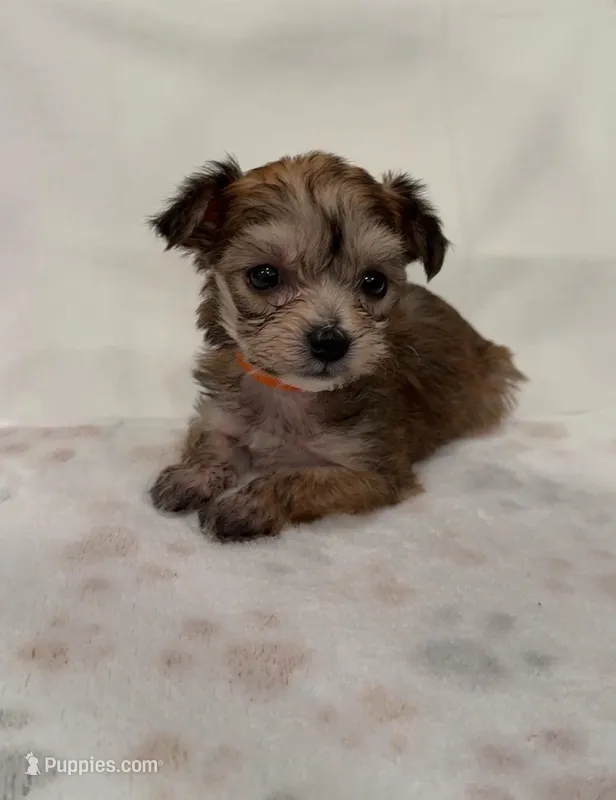 Taquito  – Yorkipoo puppy for sale in Roseville, CA