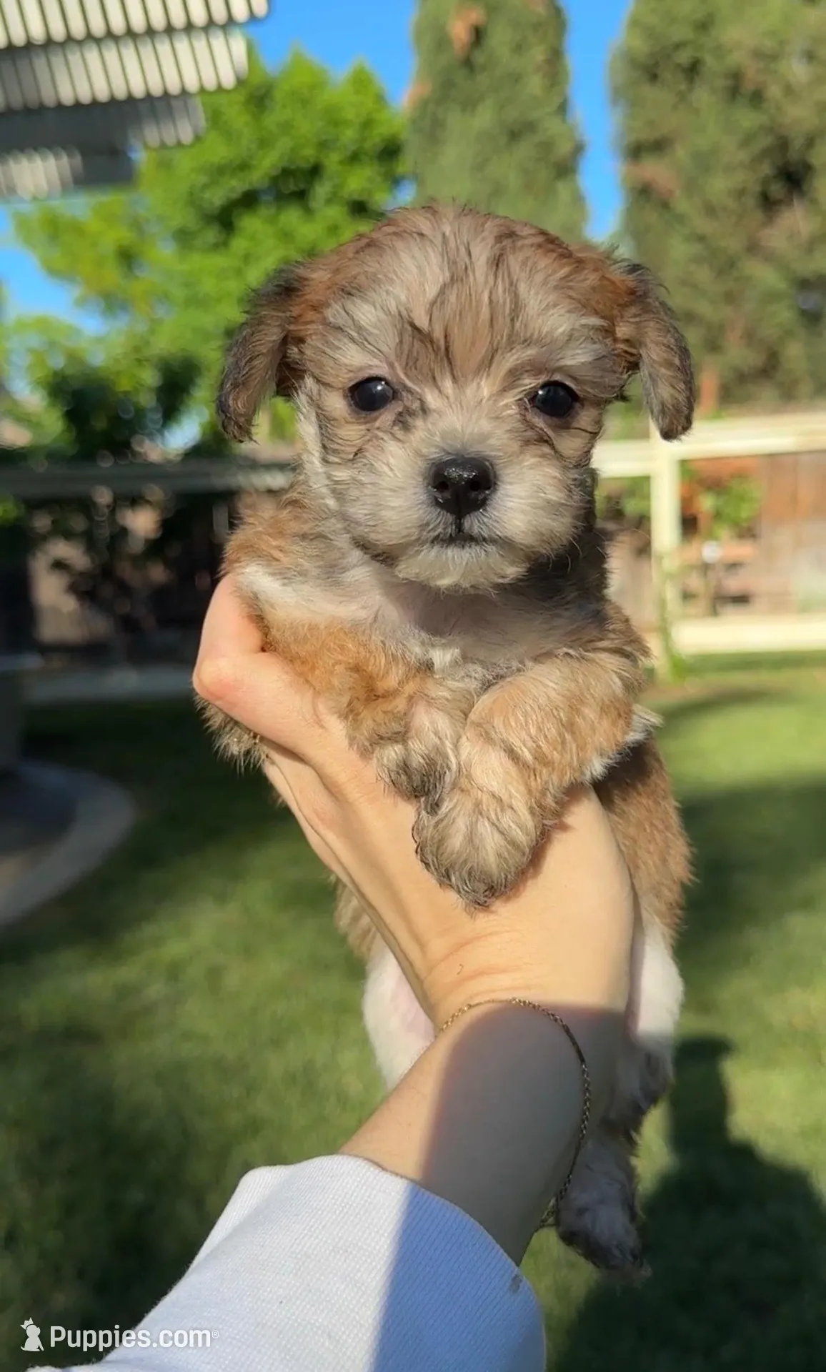 Teddy – Yorkipoo puppy for sale in Roseville, CA