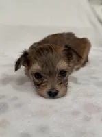 Lucy , a female Yorkipoo for sale in Roseville, CA – Photo 2 of 2