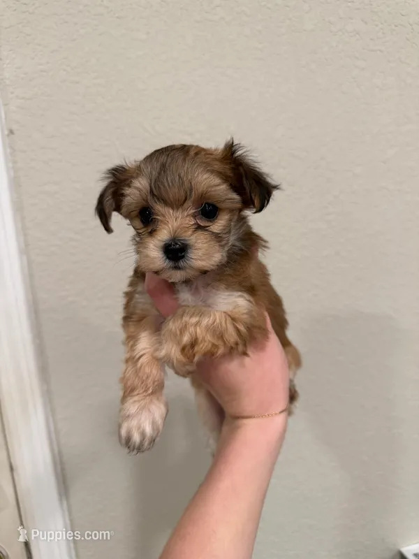 Lucy  – Yorkipoo puppy on hold in Roseville, CA