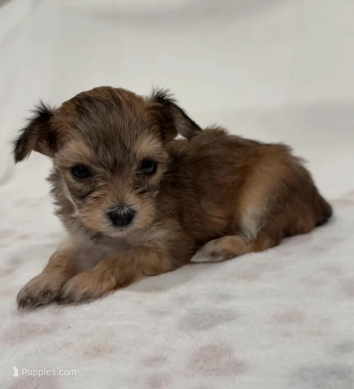 Lucy  – Yorkipoo puppy on hold in Roseville, CA