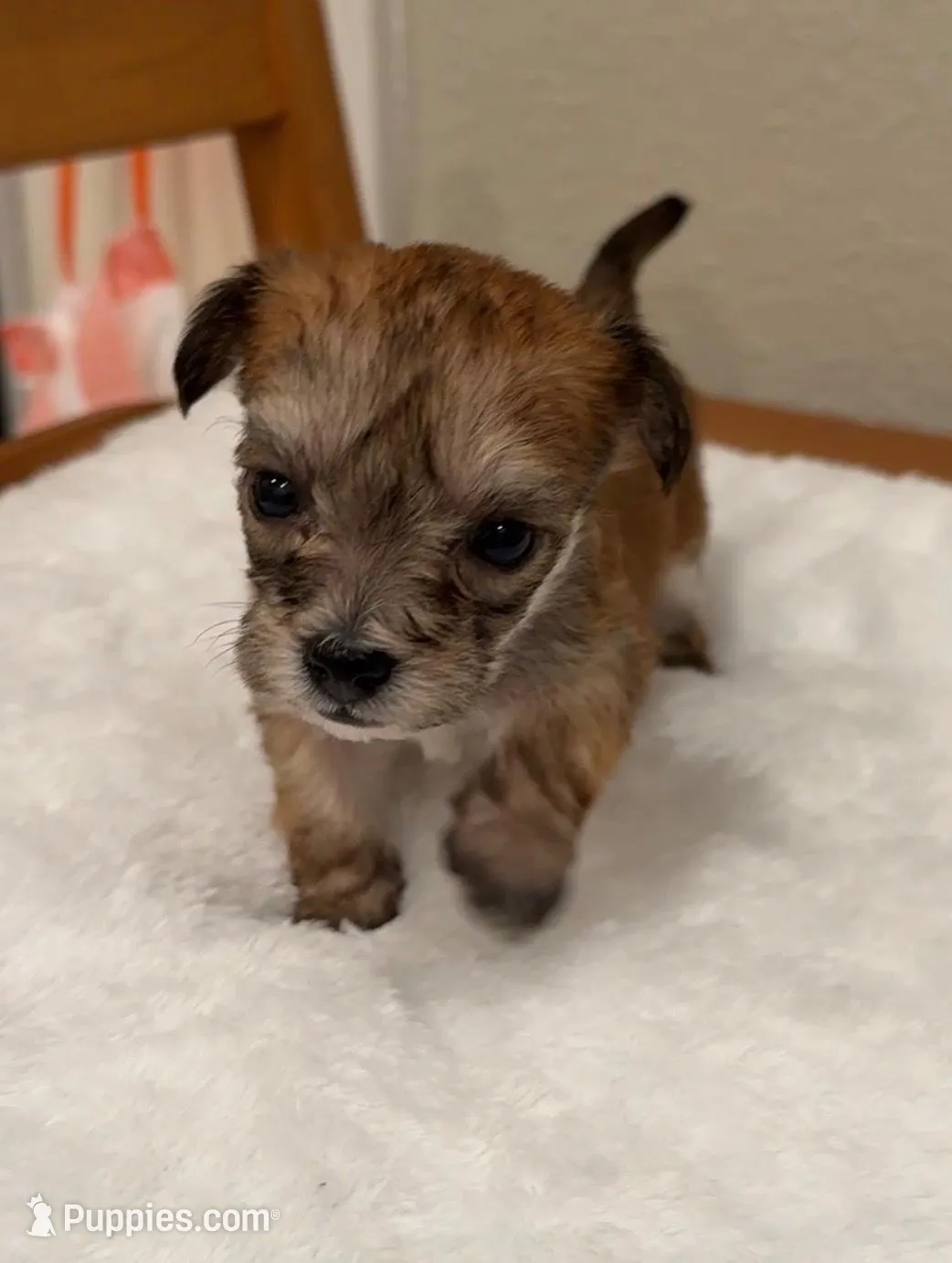 Teddy, a male Yorkipoo and Yorkshire Terrier for sale in Roseville, CA – Photo 4 of 7