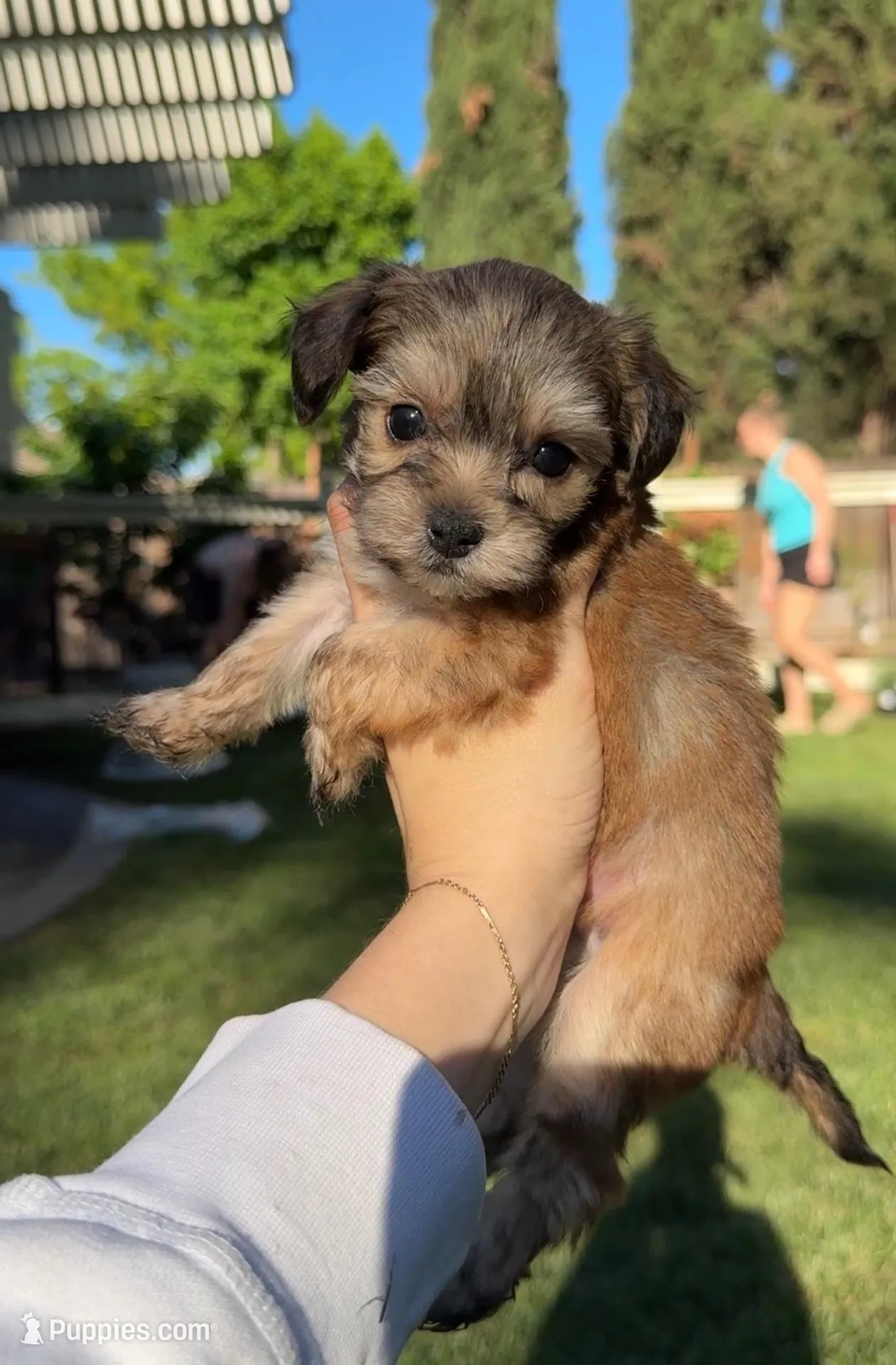 Milo – Yorkipoo puppy for sale in Roseville, CA