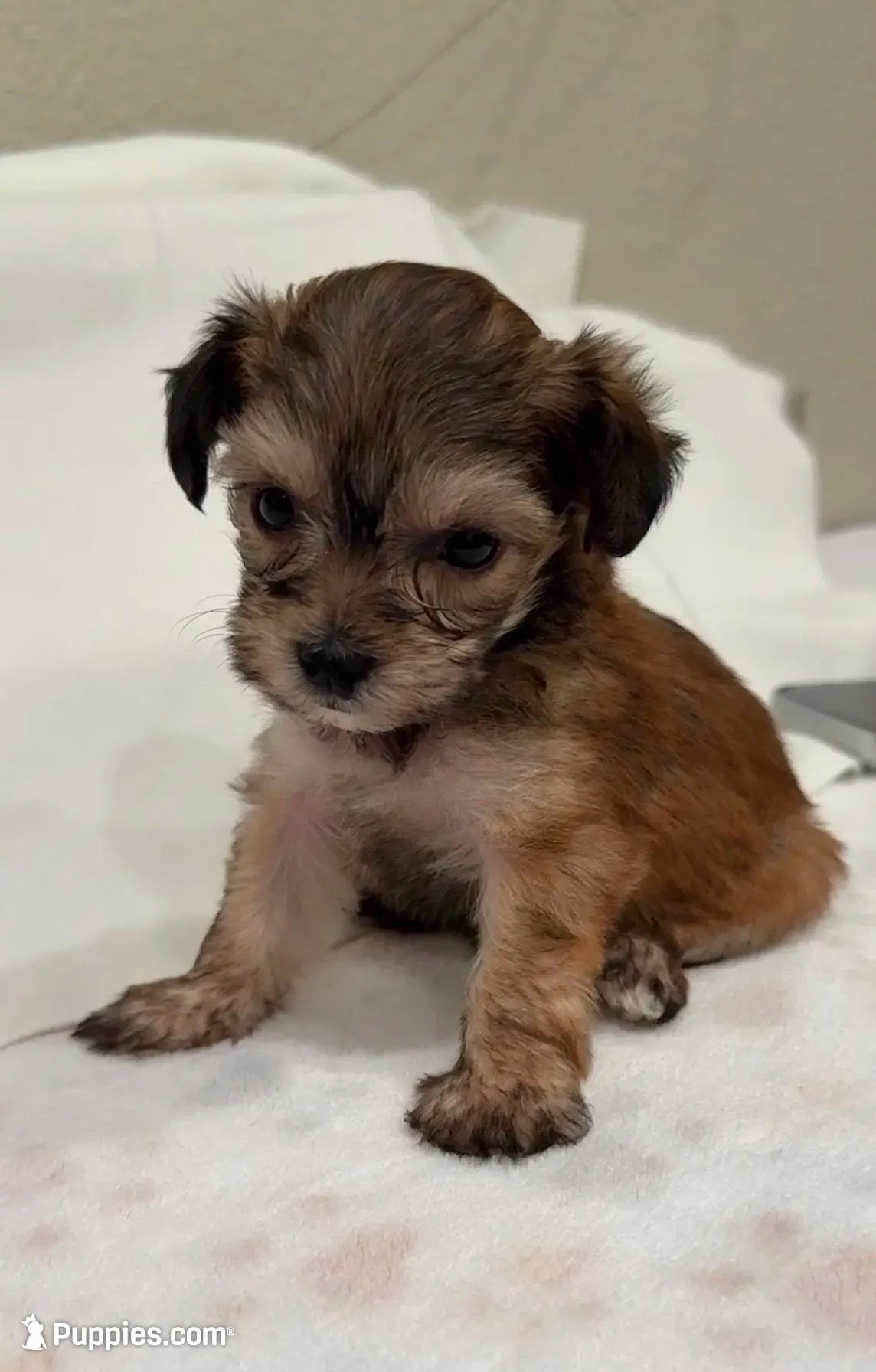 Milo, a male Yorkipoo and Yorkshire Terrier for sale in Roseville, CA – Photo 3 of 7