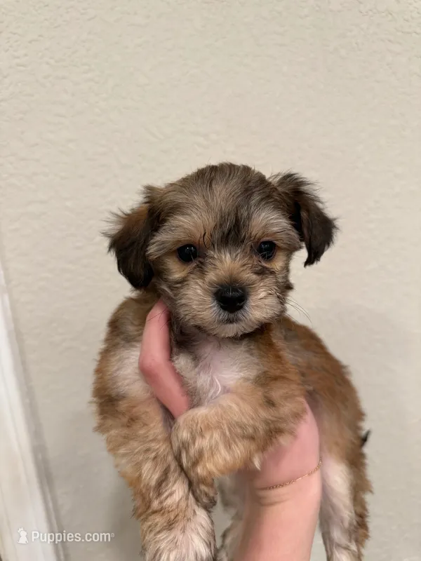 Milo – Yorkipoo puppy for sale in Roseville, CA