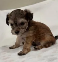 Big Blue , a male Yorkipoo for sale in Roseville, CA – Photo 3 of 3