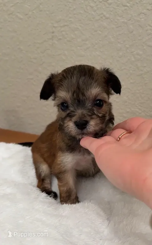 Big Blue  – Yorkipoo puppy for sale in Roseville, CA