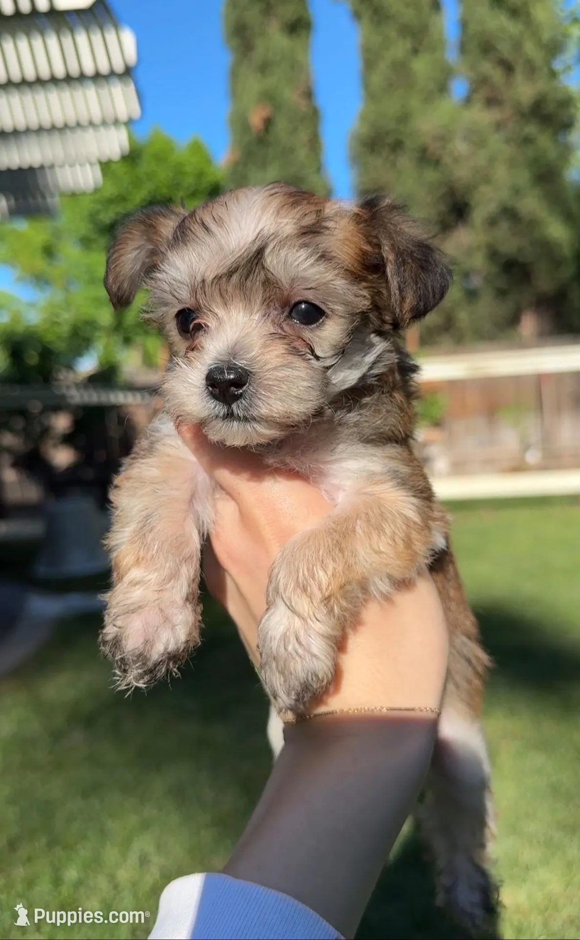 Taquito  – Yorkipoo puppy on hold in Roseville, CA